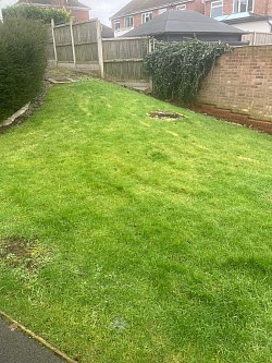 Council Cut Down Our Tree